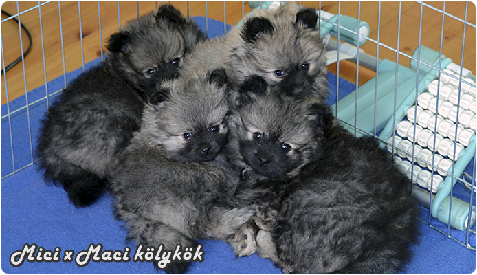 Mici és Maci kölykei