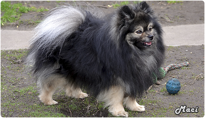 Maci, az alapító kan