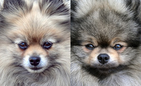 Alomterv - Polly x Csuvi