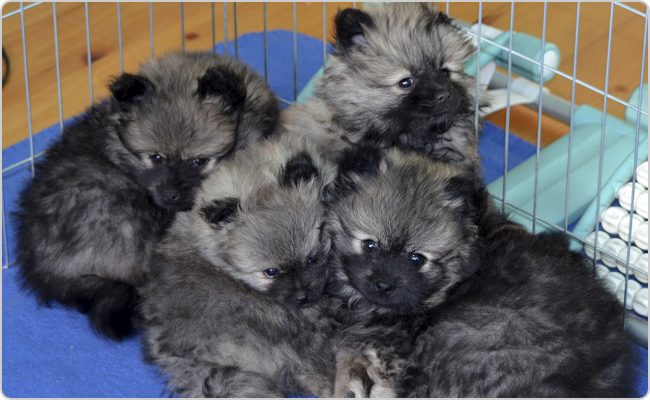 Kisspitz kölykök - Mici x Maci O-alom