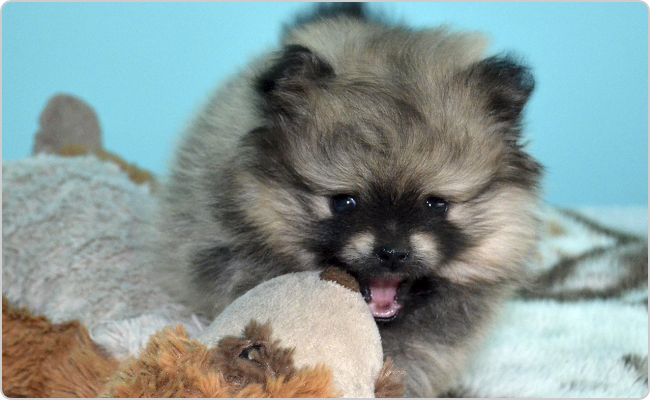 Kisspitz kölyök - Titi x Maci P-alom