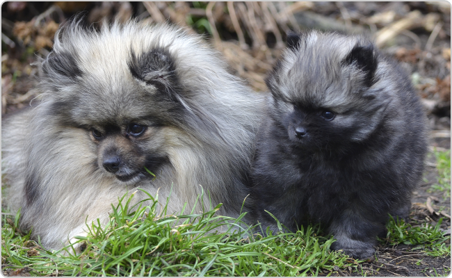 Kisspitz kölyök - Titi x Maci Q-alom