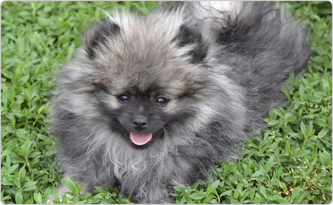 Kisspitz kölyök - Titi x Maci R-alom