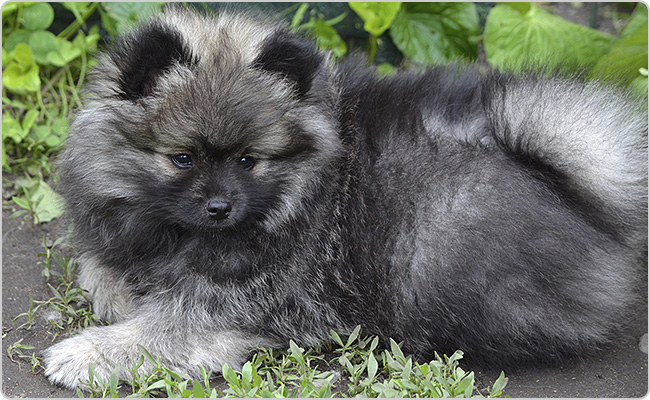 Kisspitz kölyök - Titi x Maci R-alom