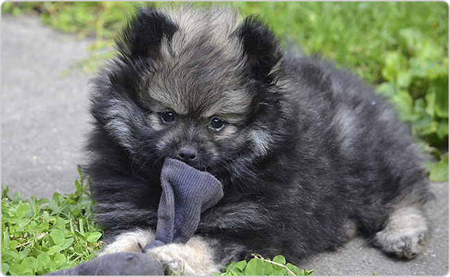 Kisspitz kölyök - Mici x Maci S-alom