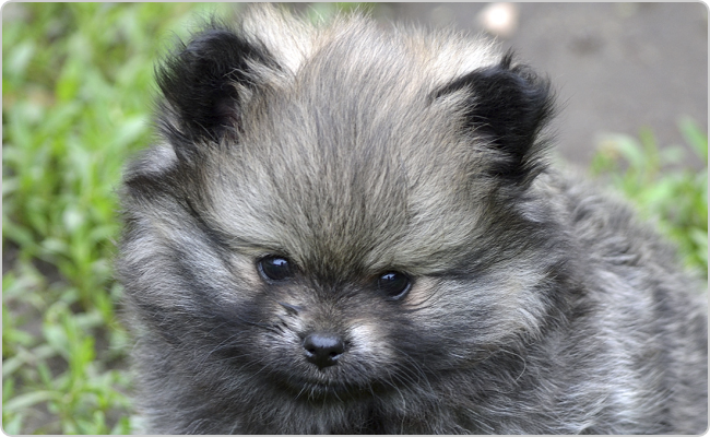 Kisspitz kölyök - Mici x Maci S-alom