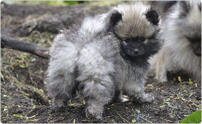 Kisspitz kölyök - Mici x Maci S-alom