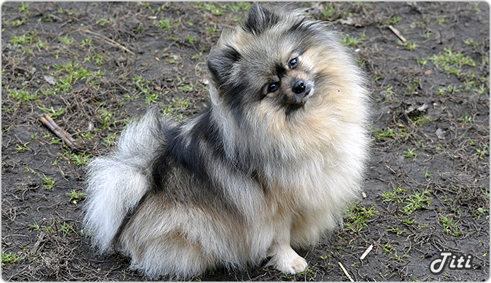 Titi, Mici és Sanyi lánya